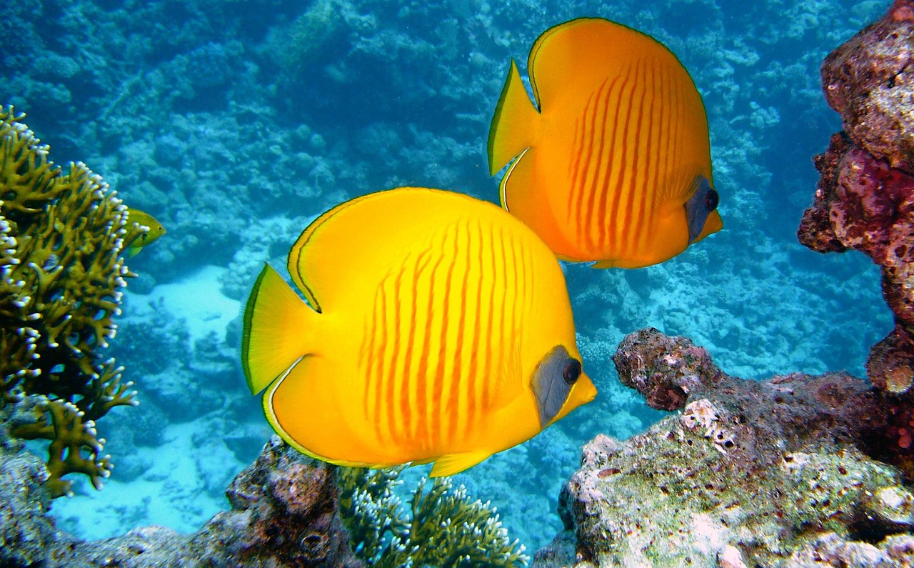 Sharm El-Sheikh